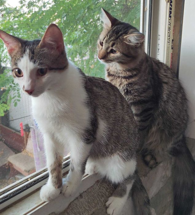 котята в добрые ручки