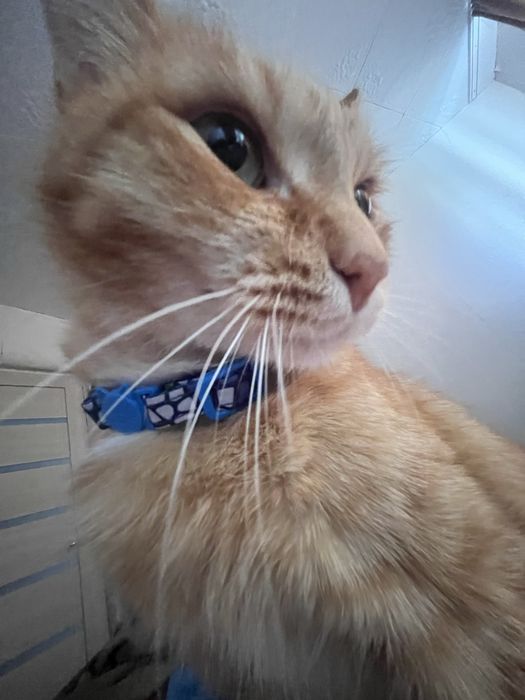Милый рыжий котик