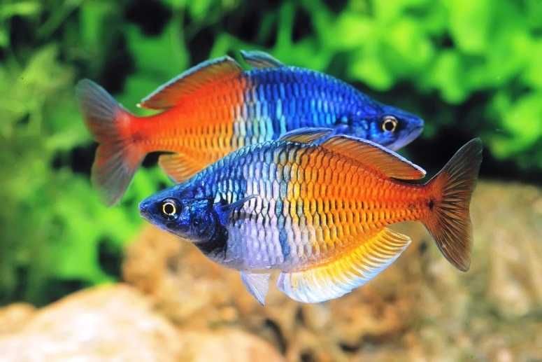 Аквариумная рыбка "Радужница"