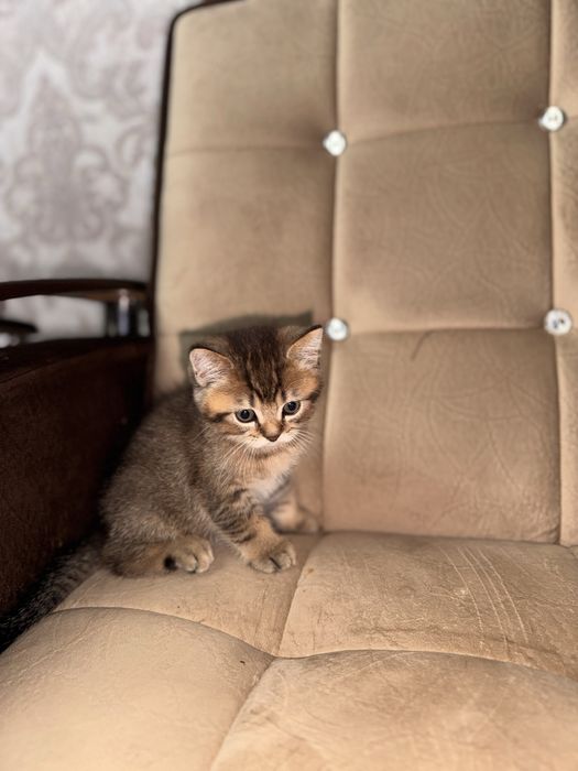 Золотая шиншила британец продается срочно