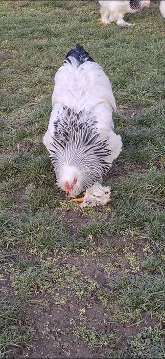 Cocoș  brahma herminat deschis linie foarte bună