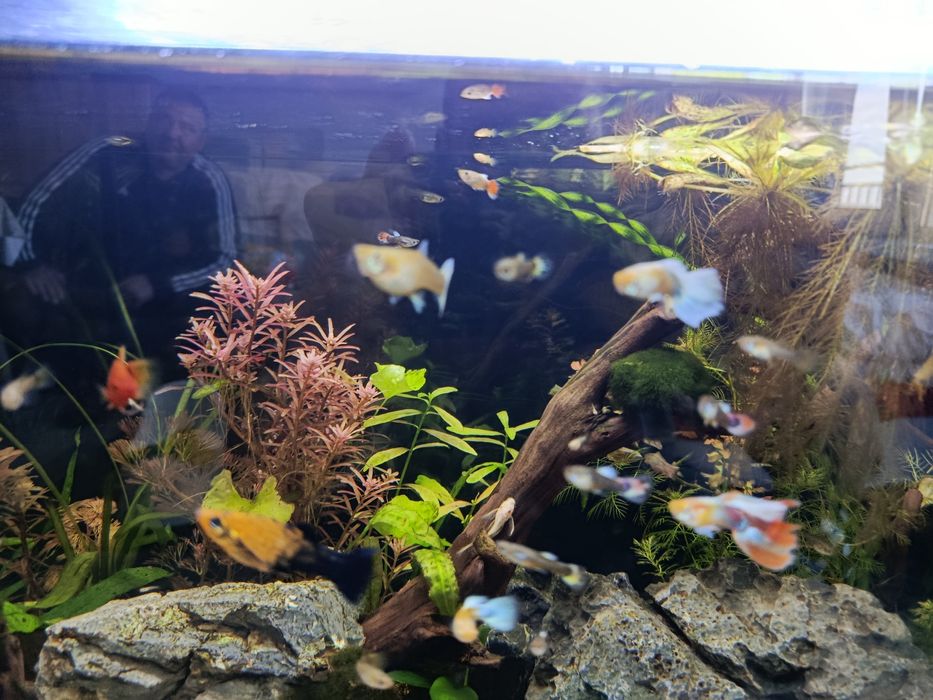 Гупа синя воална-домашно производство.