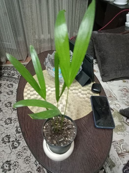 Пальма дипсис продам