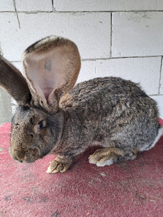 Femela uriaș german gri