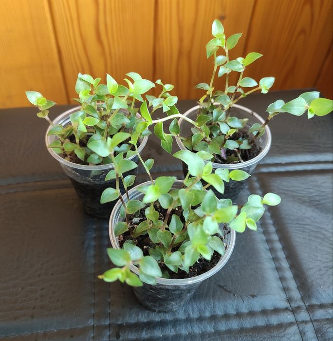 Продам комнатные растения