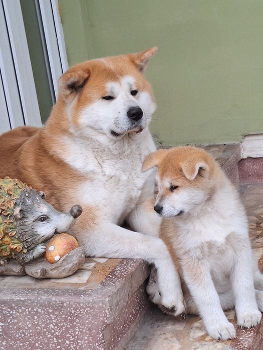 Catelusa Akita Inu