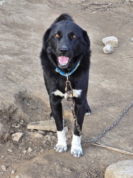 Куче на 2г. Обучен пазач на 100%  500лв.