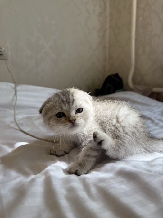 Котенок, шотландский вислоух