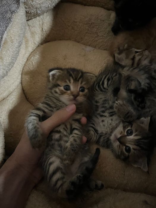 Вислоухие котята скоттиш фолд