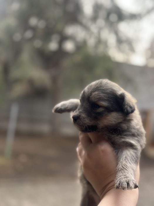 Отдам щенков в добрые руки