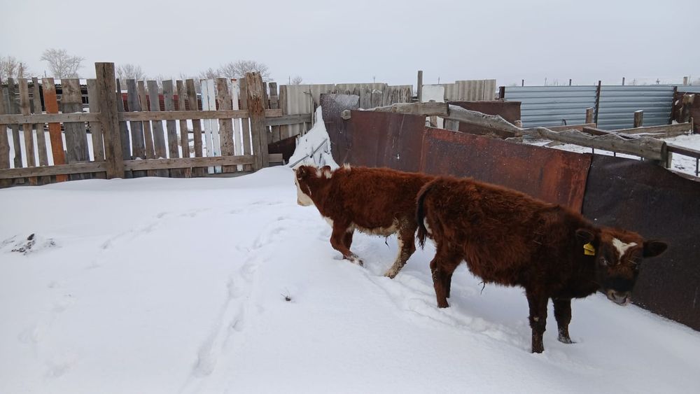 Продам двух бычков по 6 месяцев