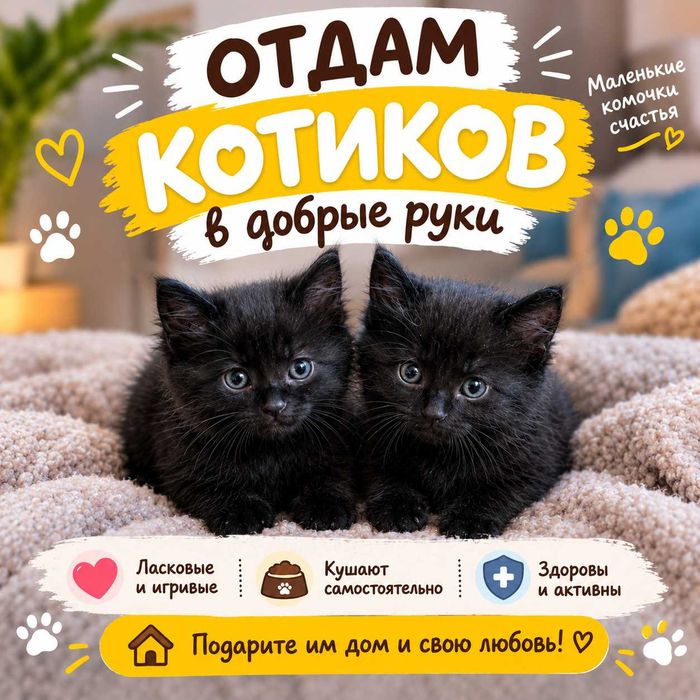 Отдам двух черных кошечек. Бесплатно.