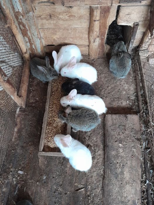 Продам кроликов по 1000т