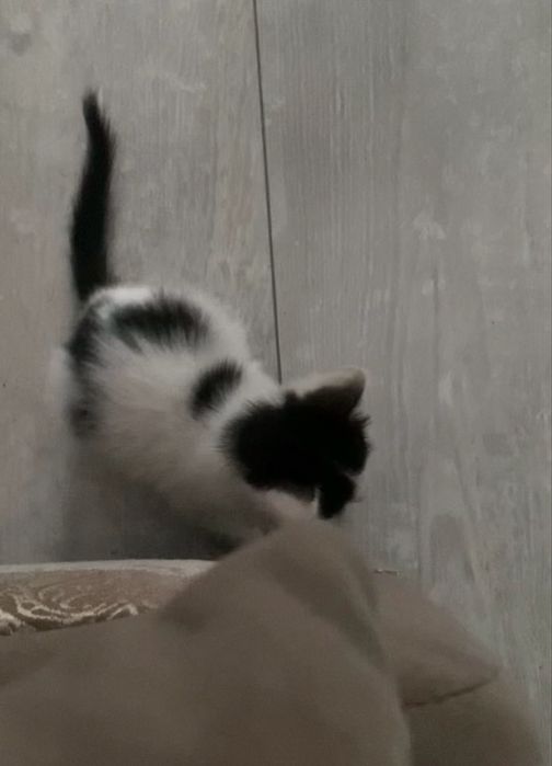 Котенок красивый, умная девочка