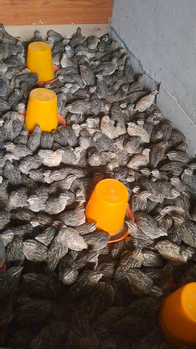 30 кунлик бедана