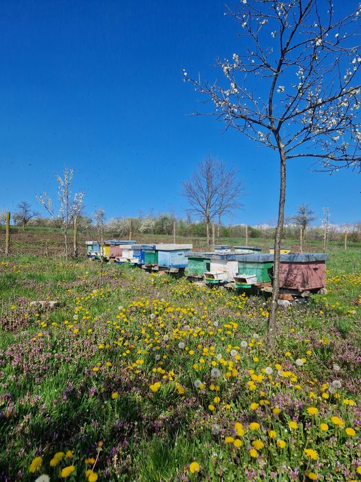 Vând familii albine roiuri stupi