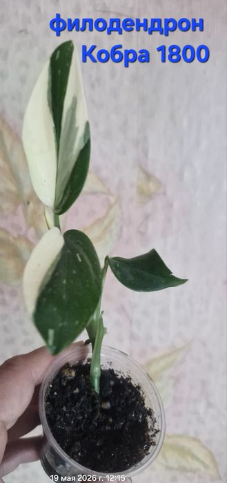 Цветы на продажу