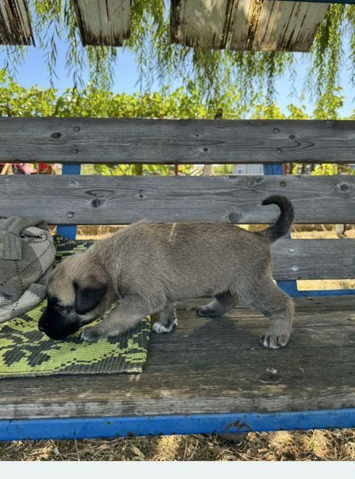 Donez catel kangal
