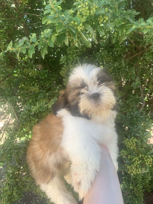 Fetita Shih tzu