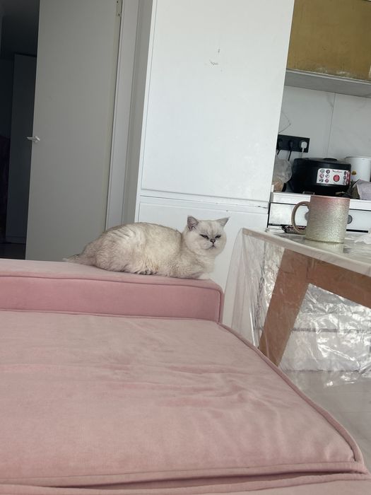 Продам кота красивого очень Олаф