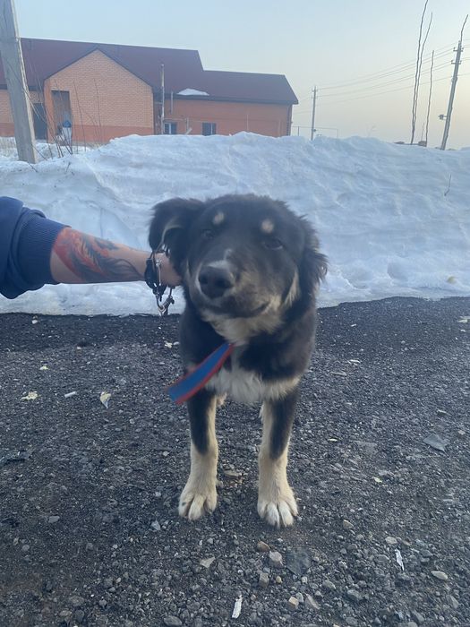 Щенок 4-5 мес. бесплатно