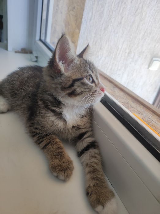 Отдам котят в добрые руки