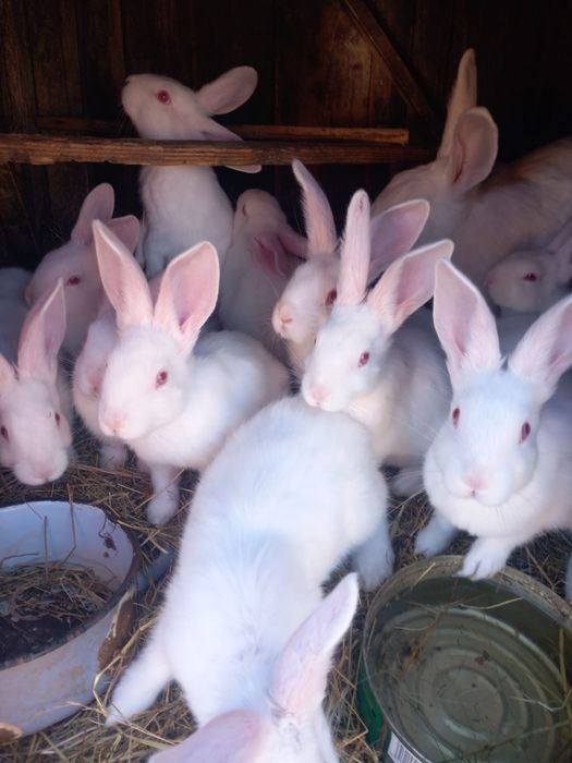 Iepuri hicole de vanzare