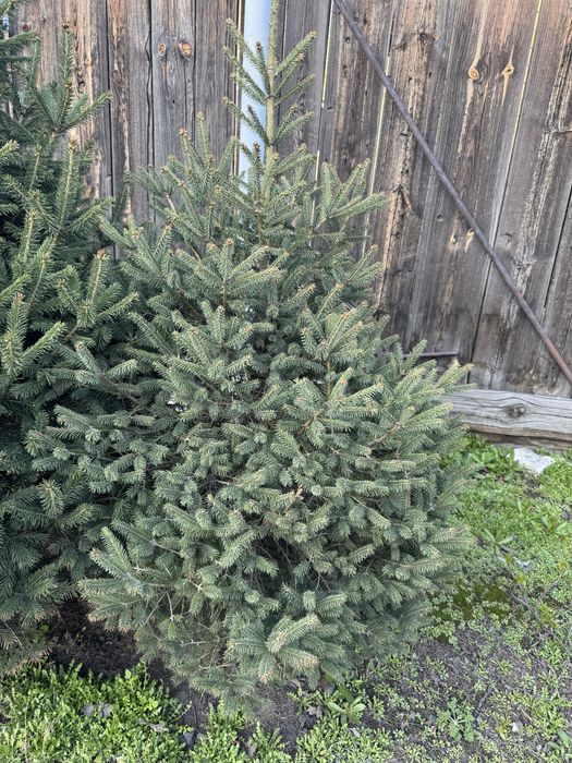 Ель 1м, 1,2 м 4 шт