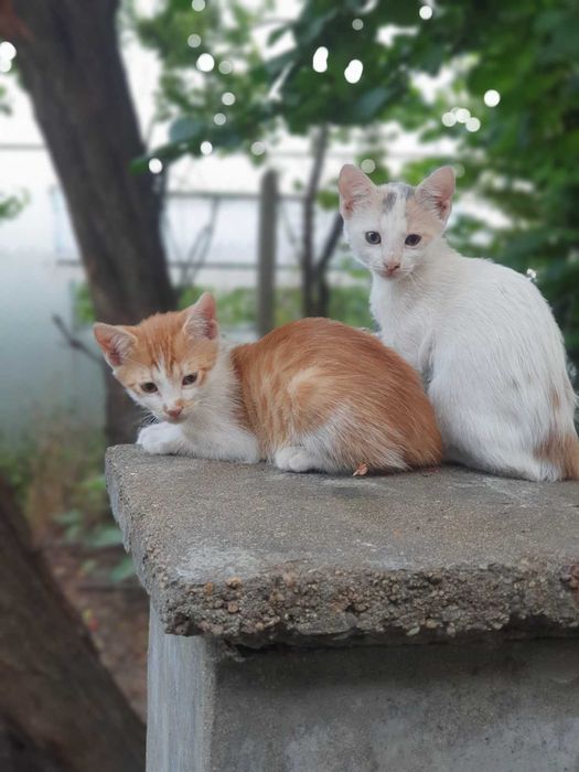 Подарявам котенца на два месеца.