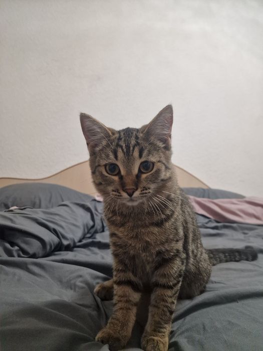 Кошечка ищет дом
