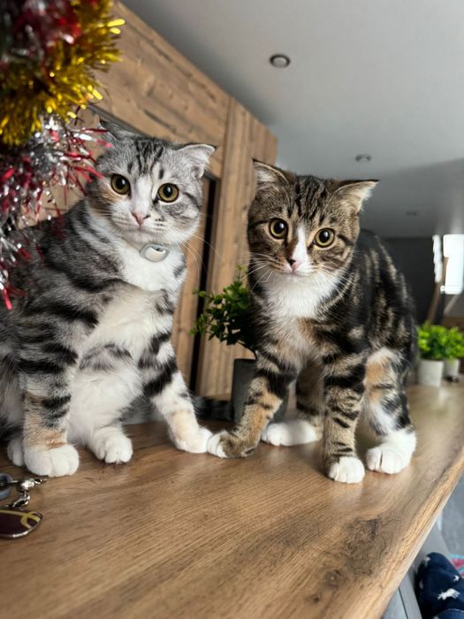 Коты в добрые руки