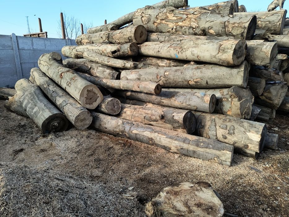 Lemn foc fag paletizat sau buștean