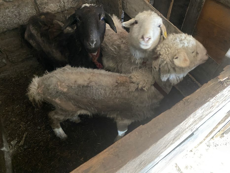 қой сатамын.