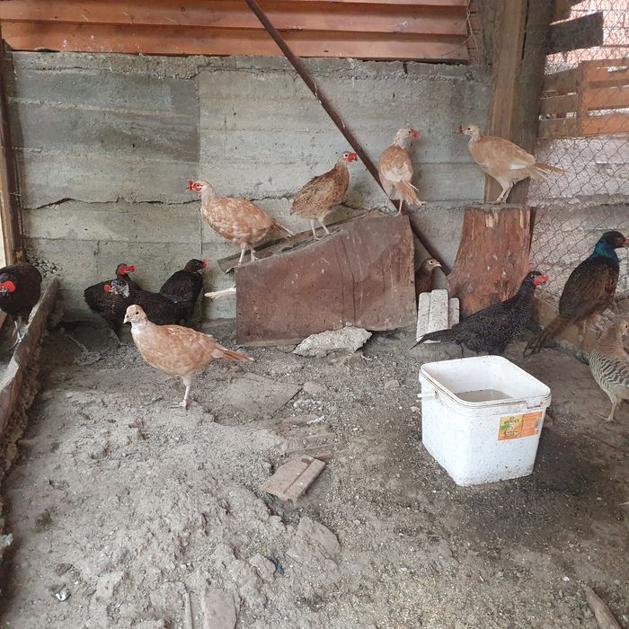 Vând OUA fazani Izabel, tenebros si comuni !!!
