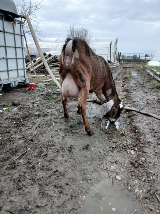 Vând doi țăpișori și o ieduță Rasa Anglo Nubiana,în vârstă de o lună