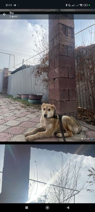 Алабай щенок 3 5 месяц