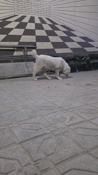 Продам щенка породы Алабай