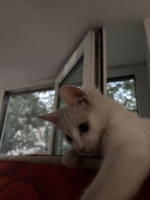 Котенок в добрые руки