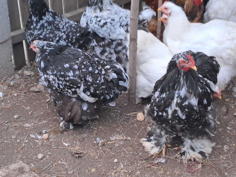 Vând găini și cocoși cochinchina