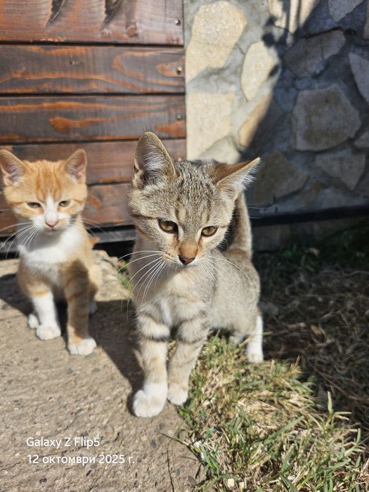 Подарявам котета