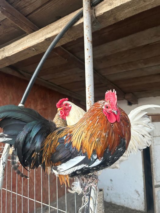 Cocoși americani