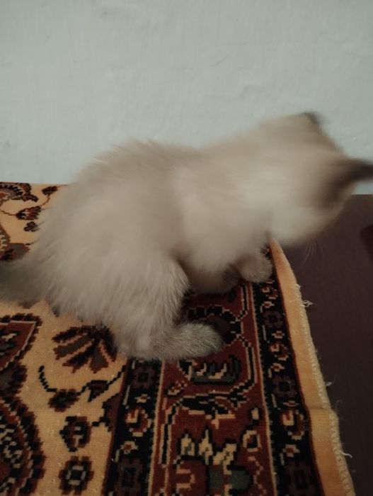 Отдам котенка в хорошим руки