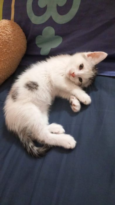 Отдам в хорошие  руки  кошечку