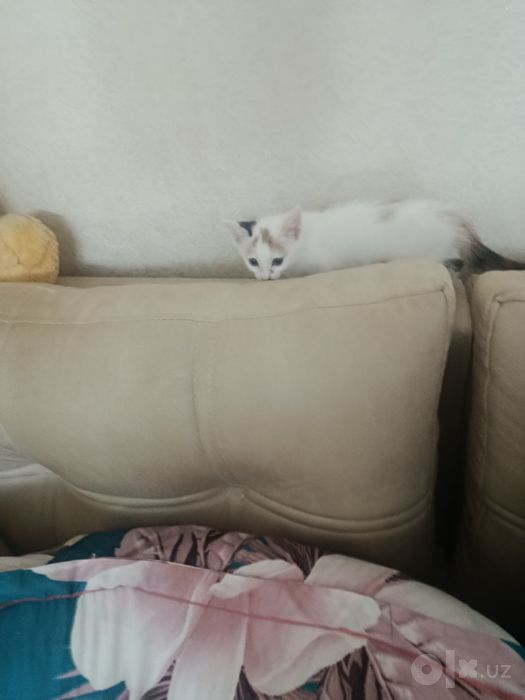 Котенок в добрые, ответственные руки