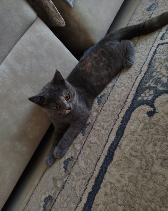Продам КОТ British Shorthair , мушук сотилади
