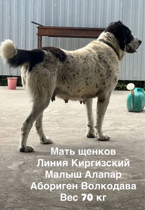 Алабай сао бронь