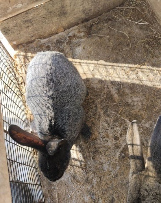 Кролик,2 самка самец