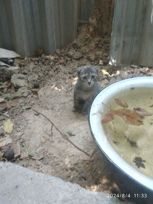 Кошка вислоухие пушистая