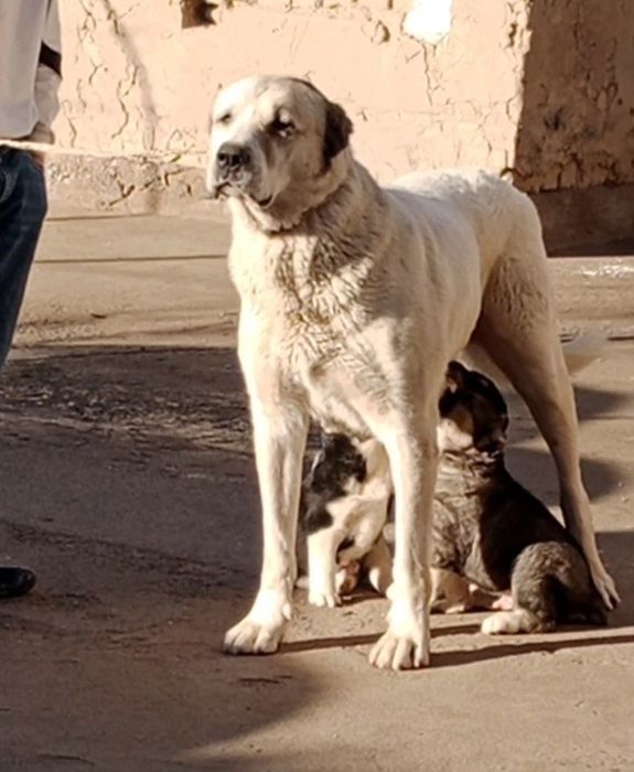 Каншык сатылады еркек кушигимен