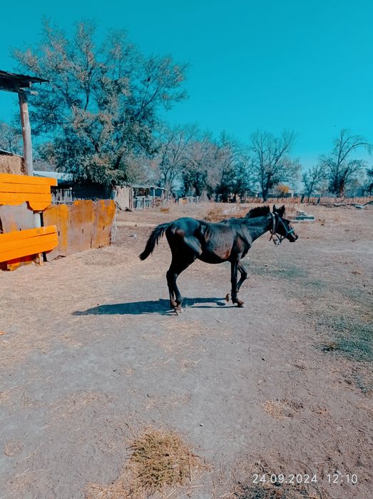 Тайлар сатылады.